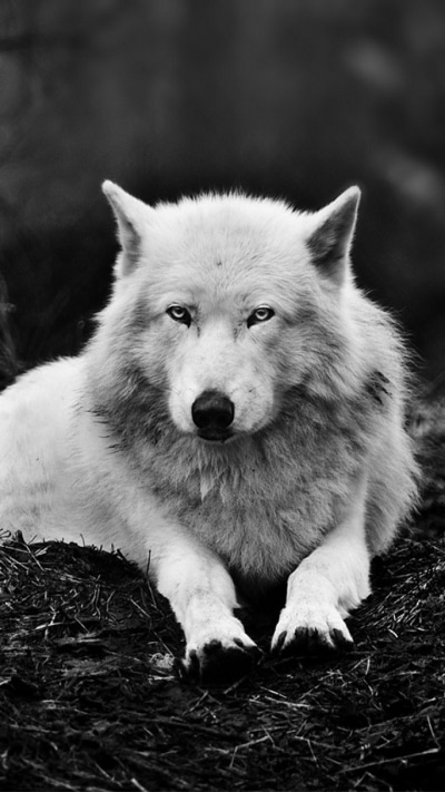 Animal Wolf, 720x1280