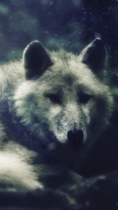 Animal Wolf, 720x1280