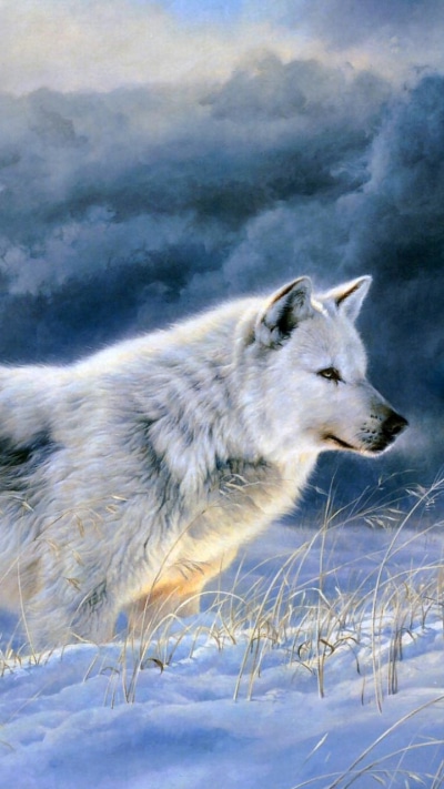 Animal Wolf, 720x1280