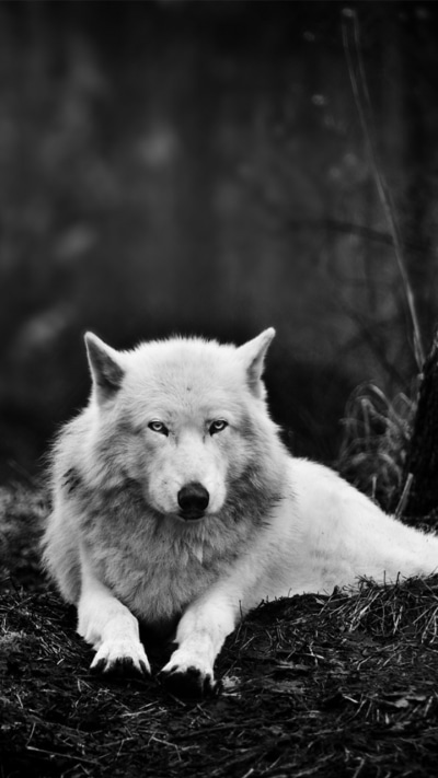 Animal Wolf, Black and White, 720x1280