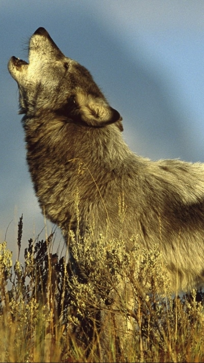Animal Wolf, Howling, 720x1280