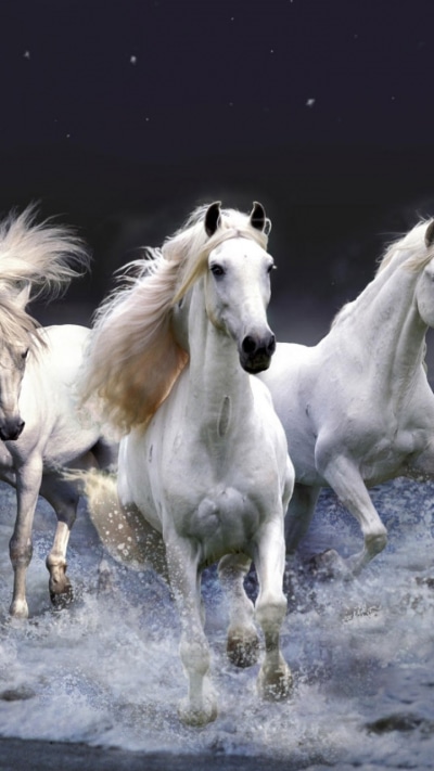 Animal Horse, Fantasy, White, Ocean, Sea, 720x1280