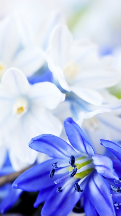 Earth Flower, 720x1280