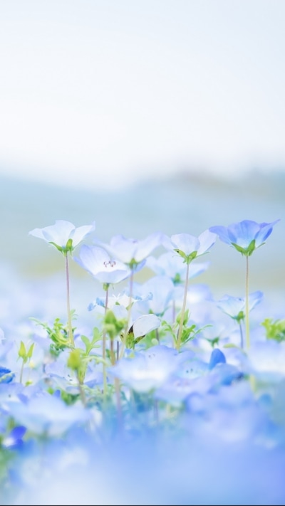 Earth Flower, 720x1280