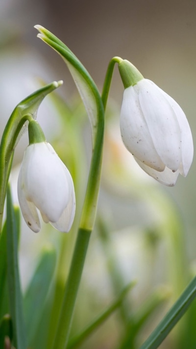 Earth Flower, 720x1280