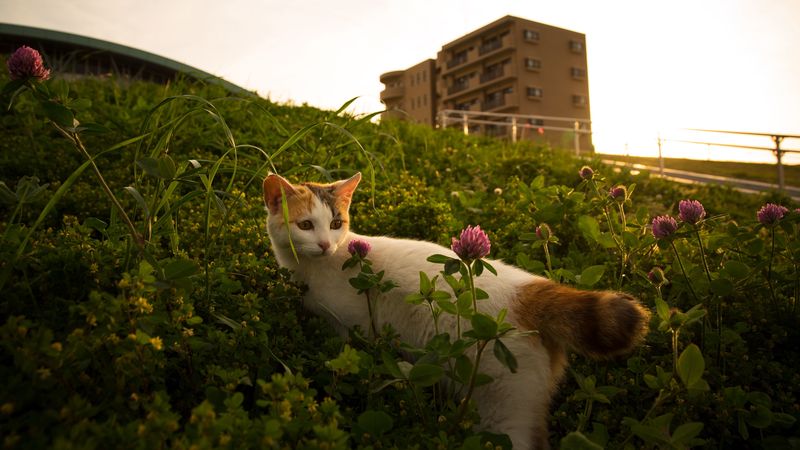 cat, flowers, grass, pet, 4k