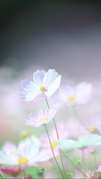 Earth Flower, 720x1280