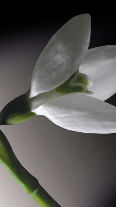 Earth Flower, 720x1280