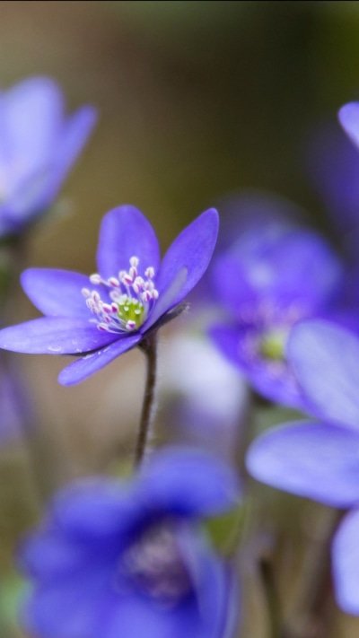 Earth Flower, 720x1280