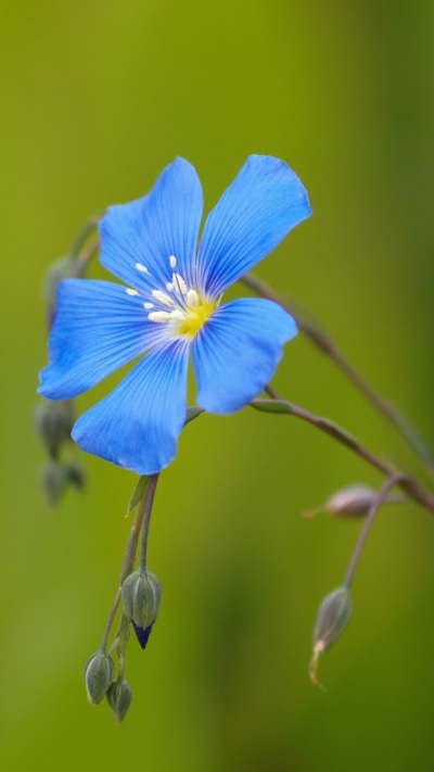 Earth Flower, 720x1280