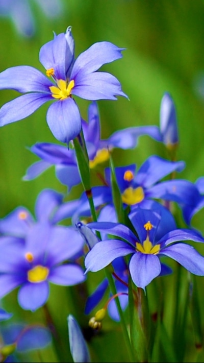 Earth Flower, 720x1280