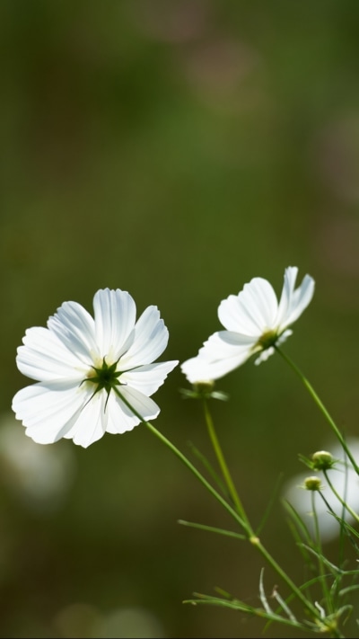 Earth Flower, 720x1280