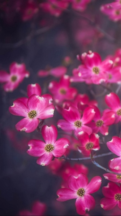 Earth Flower, 720x1280