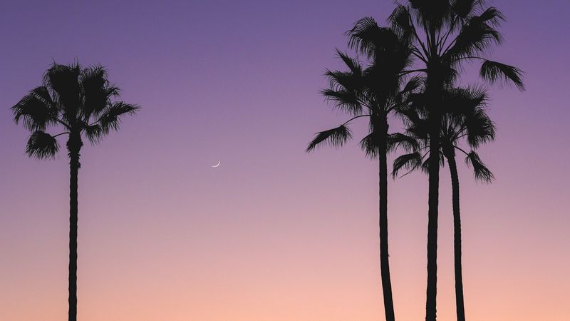 beach, palm trees, dusk, tropics, evening, 4k