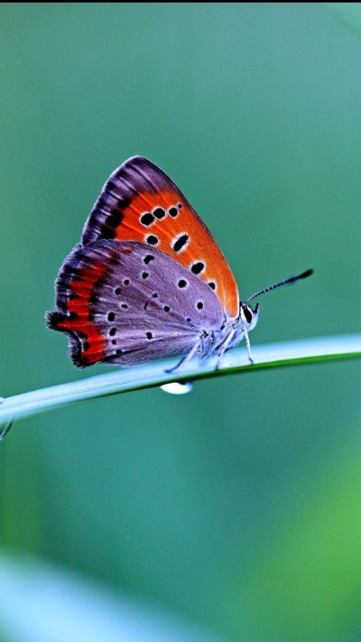 Animal Butterfly, 720x1280