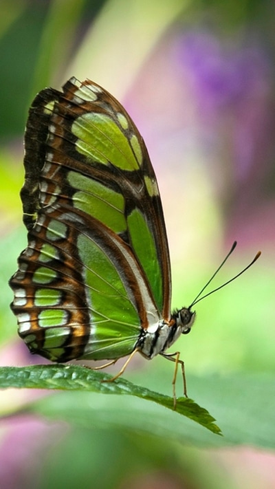 Animal Butterfly, 720x1280