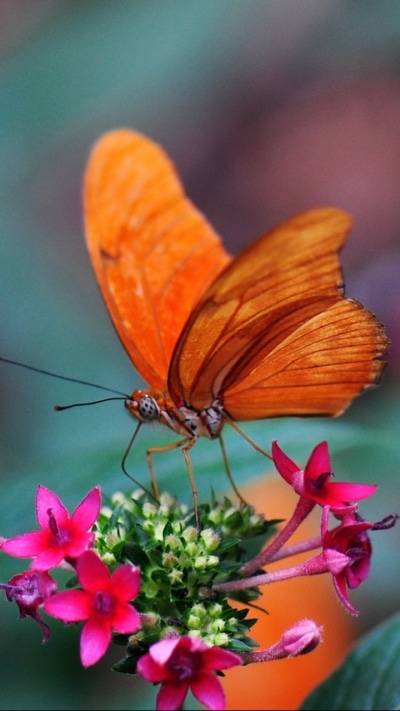 Animal Butterfly, 720x1280