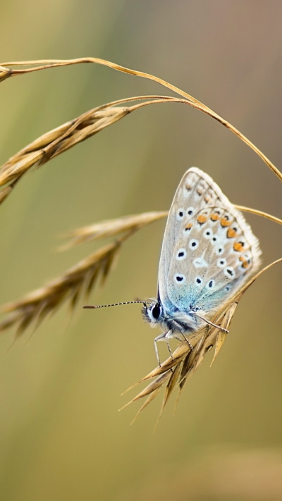 Animal Butterfly, 720x1280
