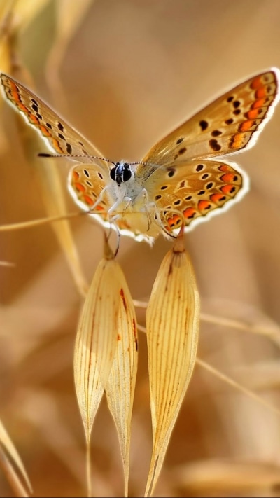 Animal Butterfly, 720x1280