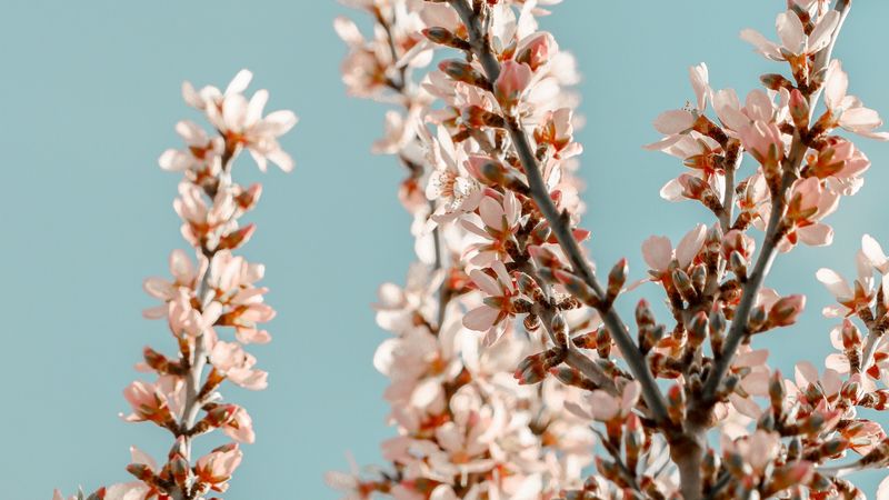 sakura, branches, flowers, pink, spring, 4k