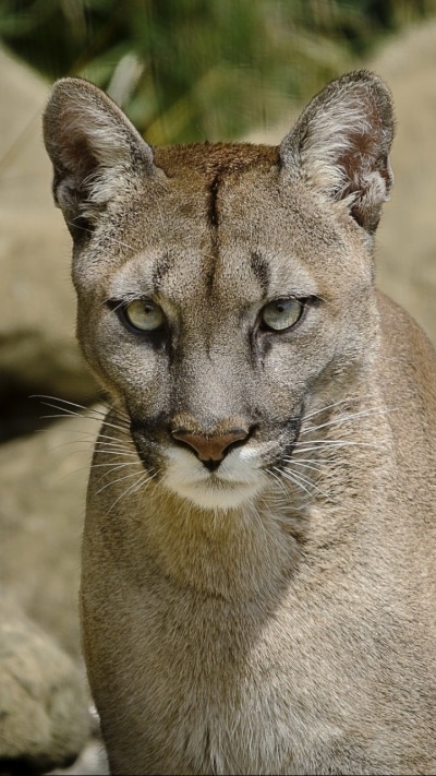 Animal Cougar, 720x1280