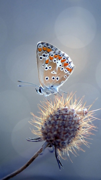 Animal Butterfly, 720x1280