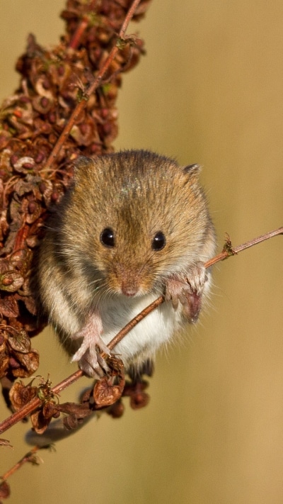 Animal Mouse, 720x1280