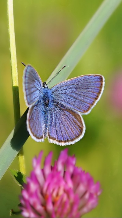 Animal Butterfly, 720x1280
