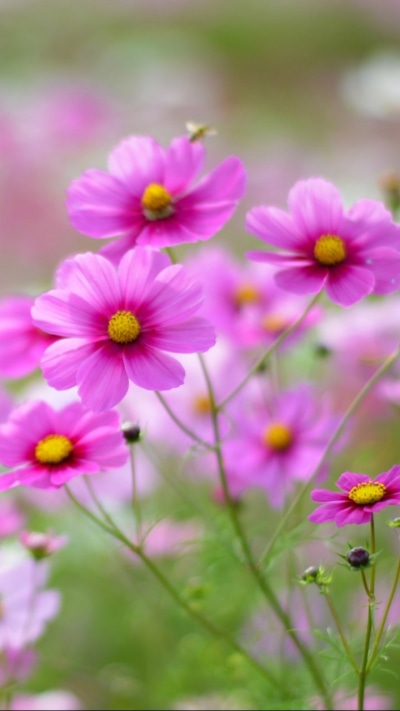 Earth Flower, 720x1280
