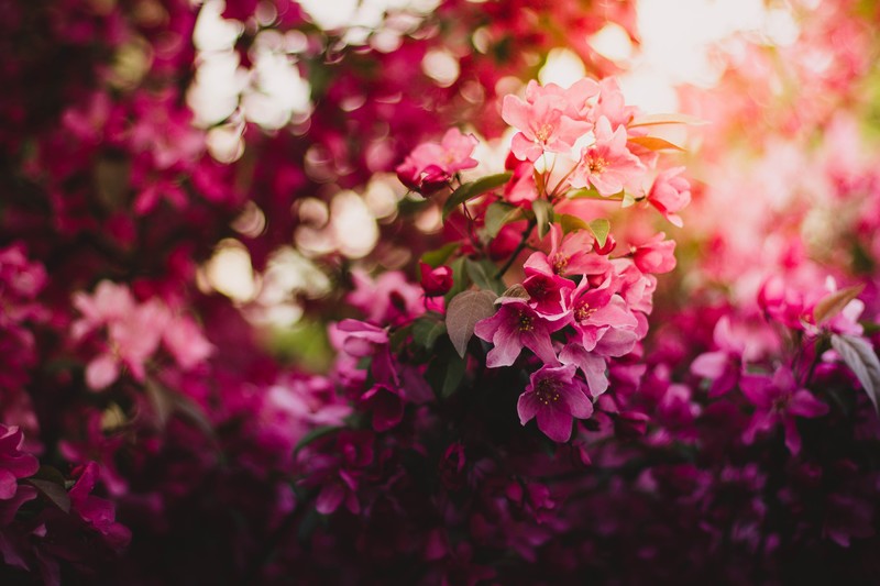 flowers, pink, tree, nature, hd, 4k, 5k