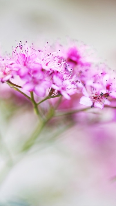 Earth Flower, 720x1280