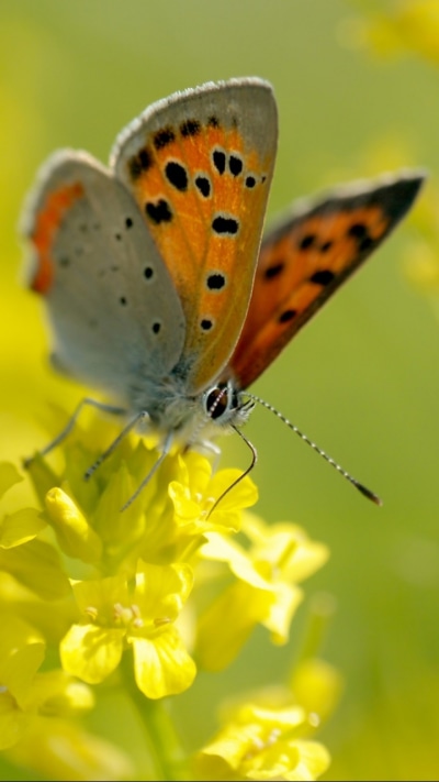 Animal Butterfly, 720x1280