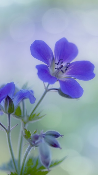 Earth Flower, 720x1280
