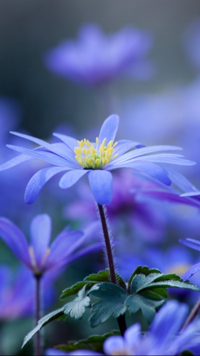 Earth Flower, 720x1280