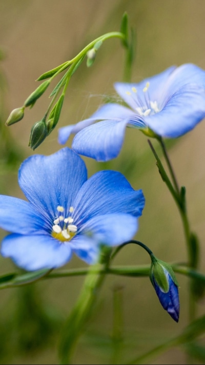 Earth Flower, 720x1280