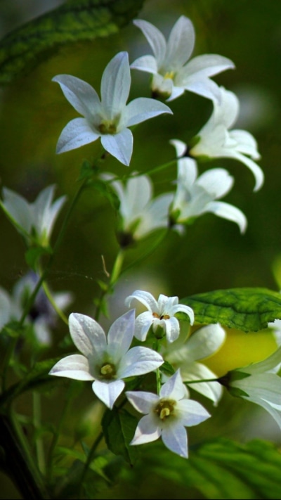 Earth Flower, 720x1280
