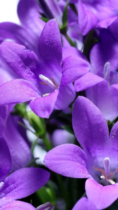 Earth Flower, 720x1280