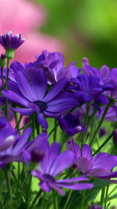 Earth Flower, 720x1280