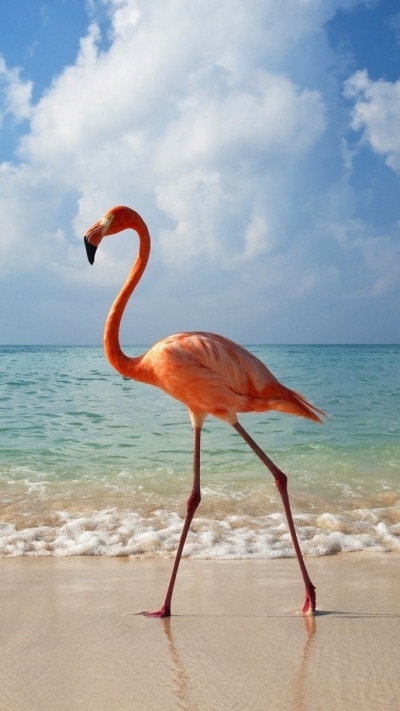 Animal Flamingo, 720x1280