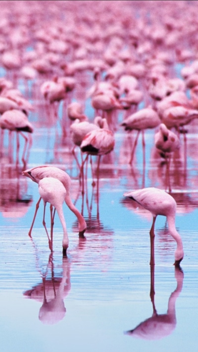 Animal Flamingo, 720x1280