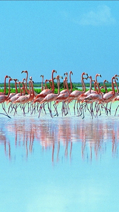 Animal Flamingo, 720x1280