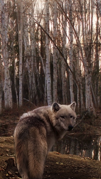 Animal Wolf, 720x1280