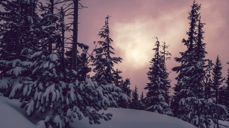 trees, spruces, snow, winter, nature, 4k