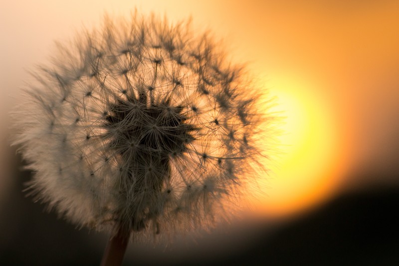 dandelion, flowers, nature, hd, 4k, 5k, macro