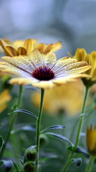 Earth Flower, 720x1280