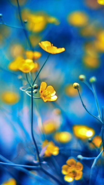 Earth Flower, 720x1280