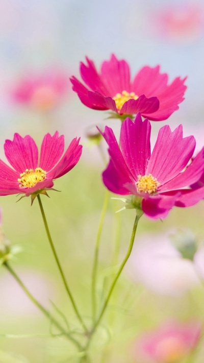 Earth Flower, Nature, 720x1280