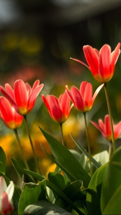 Earth Flower, 720x1280