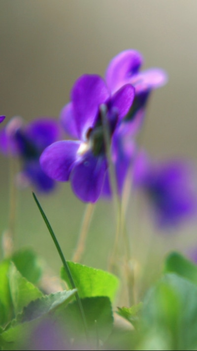 Earth Flower, 720x1280