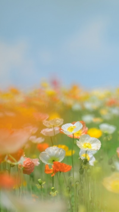Artistic Flower, 720x1280